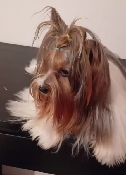 Yorkshire biewer terrier | Foto 2