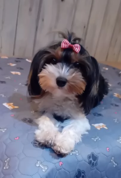 Yorkshire biewer terrier | Foto 1