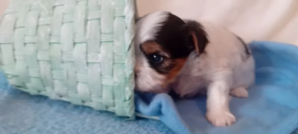 Yorkshire biewer terrier | Foto 0