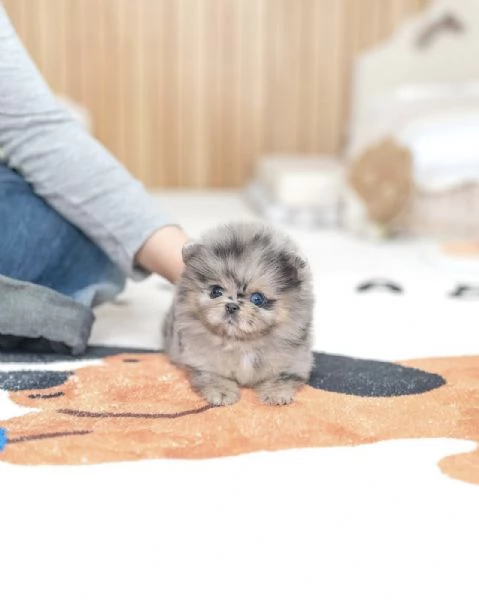 Bellissimi cuccioli maschi e femmine di Pomerania in miniatura da adottare | Foto 2