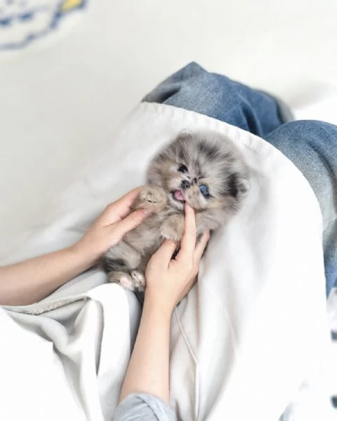 Bellissimi cuccioli maschi e femmine di Pomerania in miniatura da adottare | Foto 0