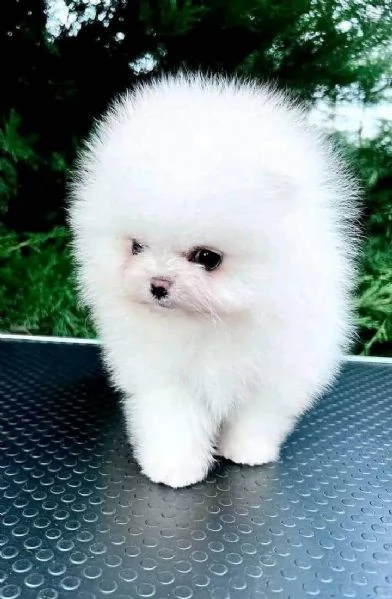 Cuccioli di Pomerania disponibili per famiglie amorevoli  | Foto 3