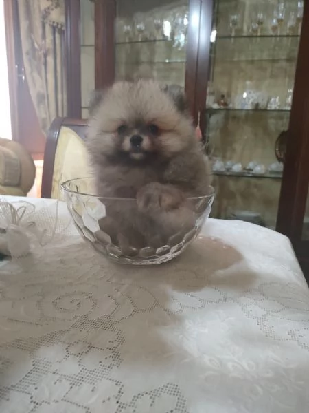 Cuccioli di Pomerania disponibili per famiglie amorevoli  | Foto 1