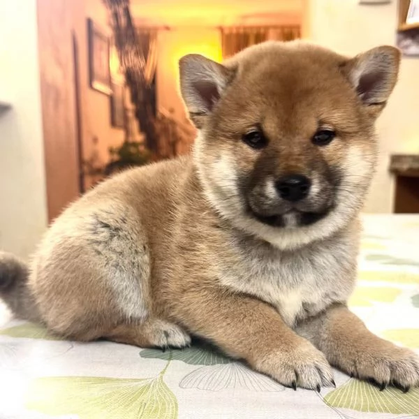 Cuccioli di Shiba Inu disponibili per famiglie amorevoli  | Foto 4