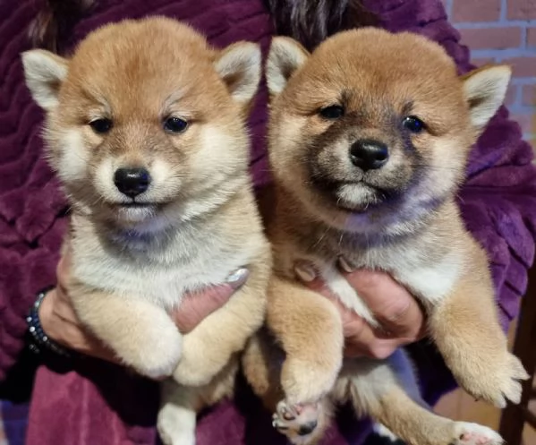 Cuccioli di Shiba Inu disponibili per famiglie amorevoli  | Foto 2