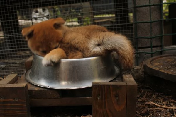Cuccioli di Shiba Inu disponibili per famiglie amorevoli  | Foto 1
