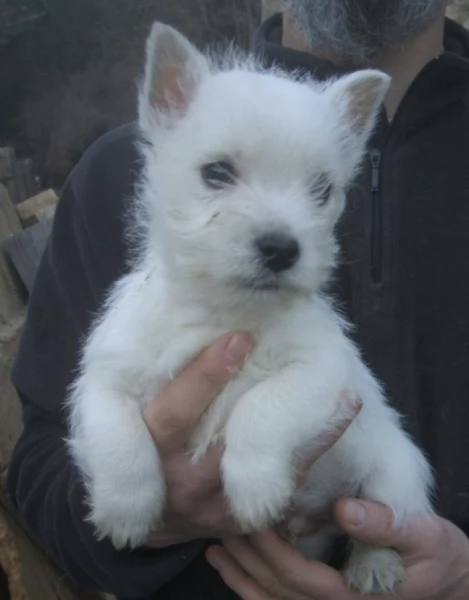 REGALO  WEST HIGHLAND  | Foto 0