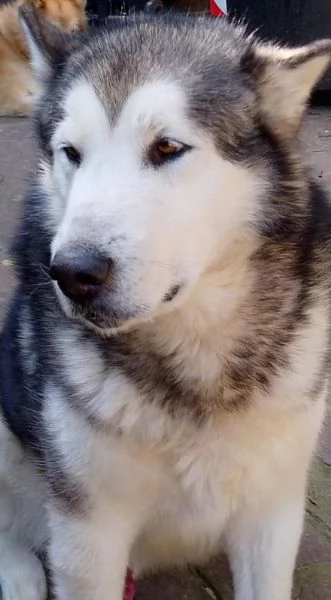 Alaskan Malamute maschio per accoppiamento 