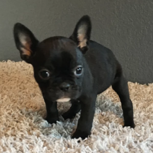  REGALO BOULEDOGUE FRANCESE | Foto 0