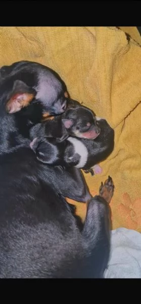 Cucciolo maschietto nero di ChiPin disponibile