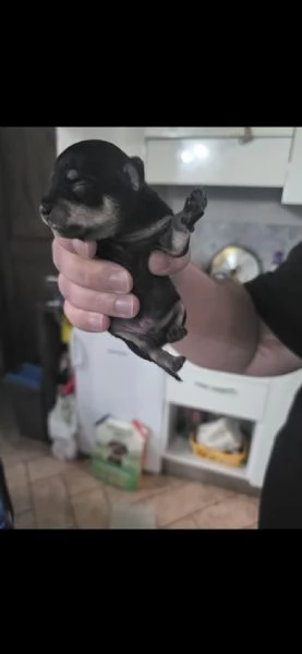Cucciolo maschietto nero di ChiPin disponibile | Foto 3