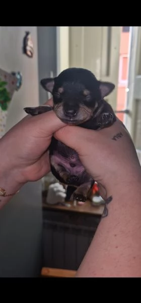 Cucciolo maschietto nero di ChiPin disponibile | Foto 1