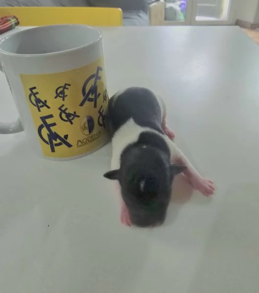 CUCCIOLI CHIPIN