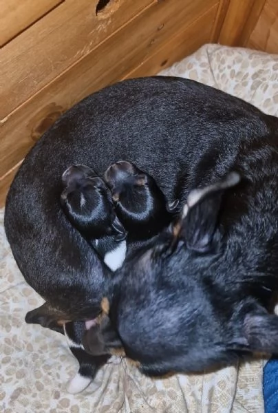 CUCCIOLI CHIPIN | Foto 1