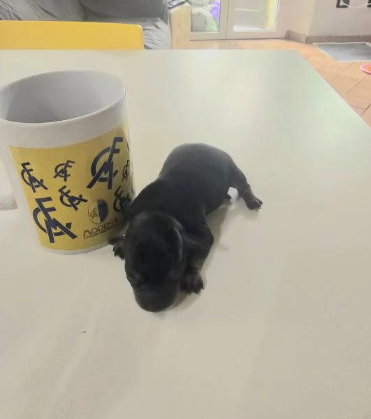 CUCCIOLI CHIPIN | Foto 0