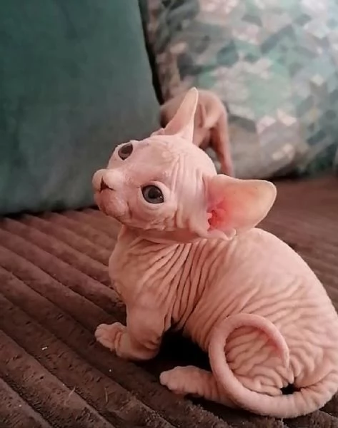 Gattini Sphynx Maschio e Femmina 