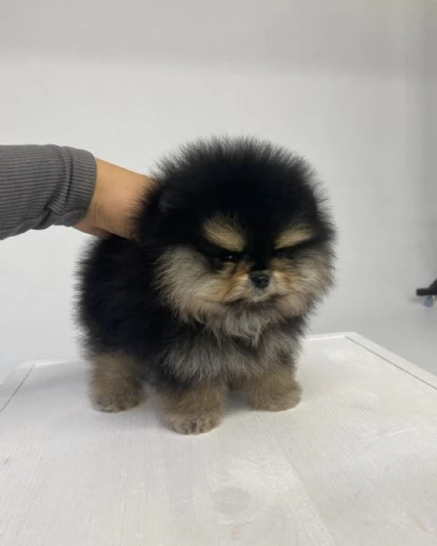 Cuccioli di Pomerania disponibili  | Foto 0