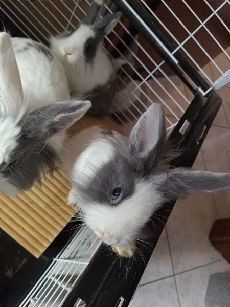 Coniglio nano e Ariete di 3 mesi