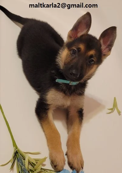  cuccioli pastore tedesco cuccioli pastore tedesco maschio e femmina . uno ideale regalo x i vostri 