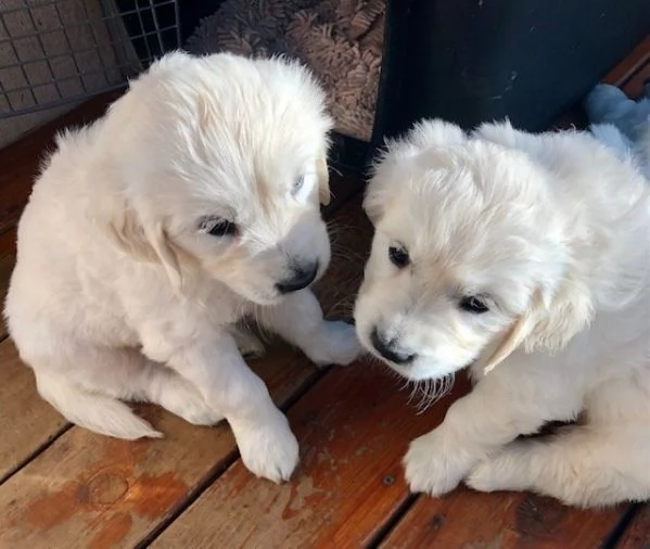Due cuccioli maschietti di Golden retriever