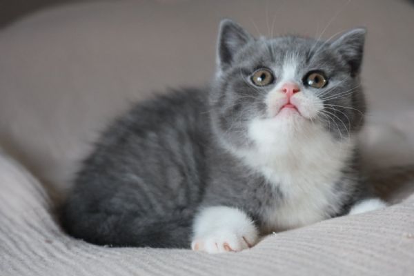 Gattini British Shorthair | Foto 0