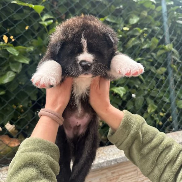 Cuccioli di Akita Inu | Foto 6