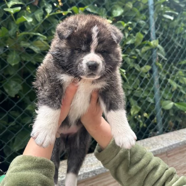 Cuccioli di Akita Inu | Foto 5