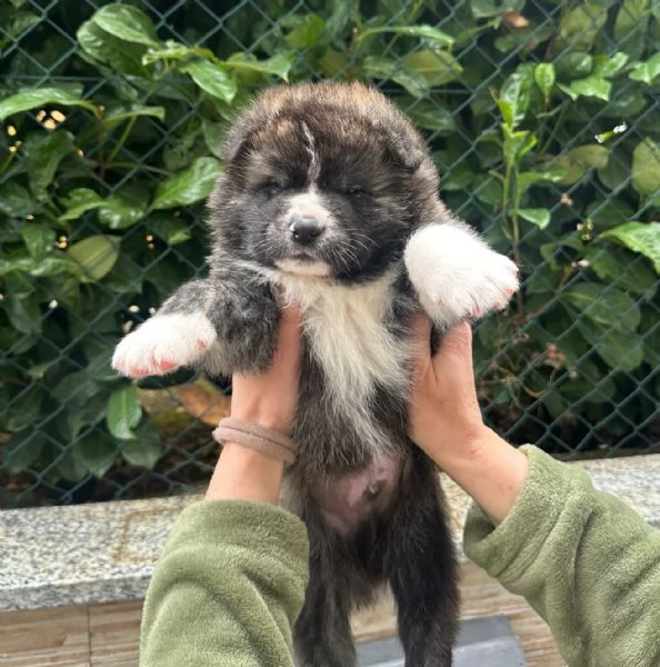 Cuccioli di Akita Inu | Foto 3