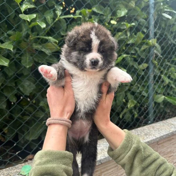 Cuccioli di Akita Inu | Foto 2