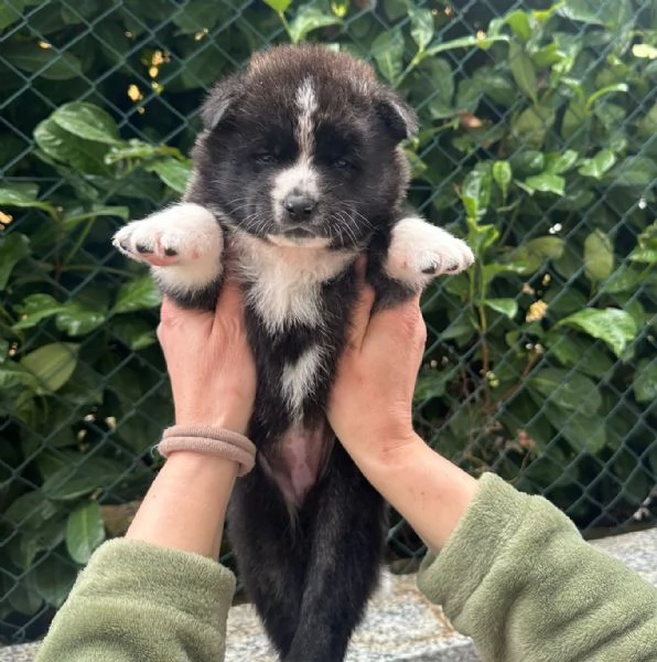 Cuccioli di Akita Inu | Foto 0