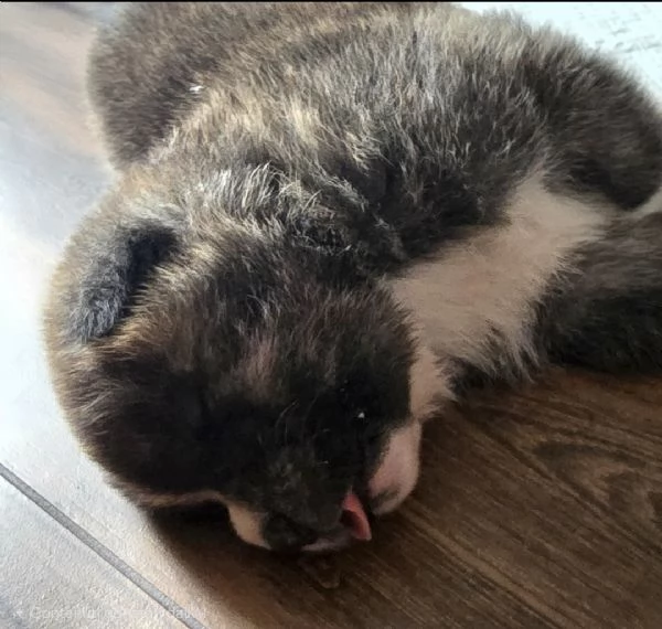 Akita Inu - cessione per recupero spese | Foto 2