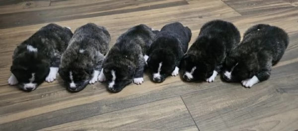 Akita Inu - cessione per recupero spese | Foto 1