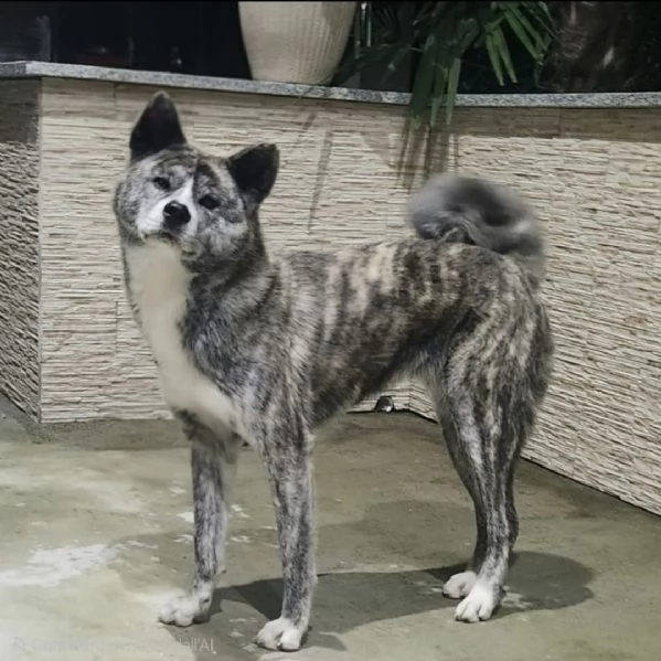 Akita Inu - cessione per recupero spese | Foto 0