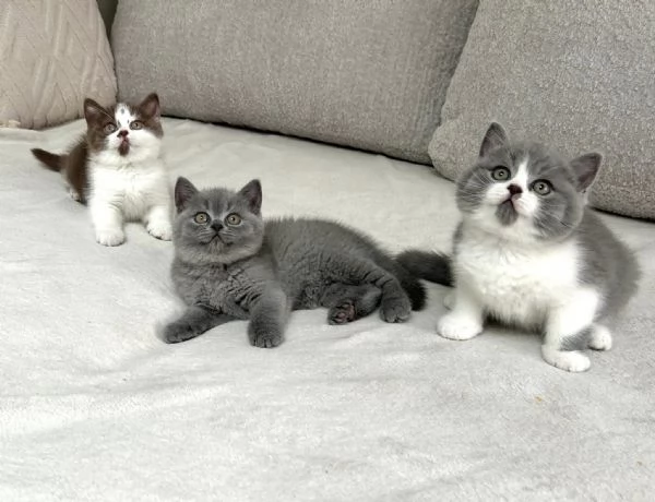 British shorthair maschio e femmina