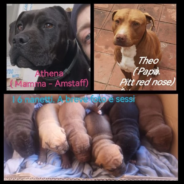 6 SPLENDIDI CUCCIOLI PITT /AMSTAFF 