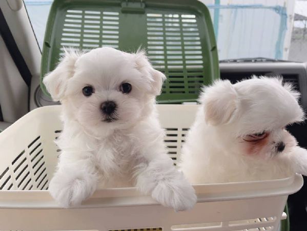 Due deliziose cucciole Maltese | Foto 0