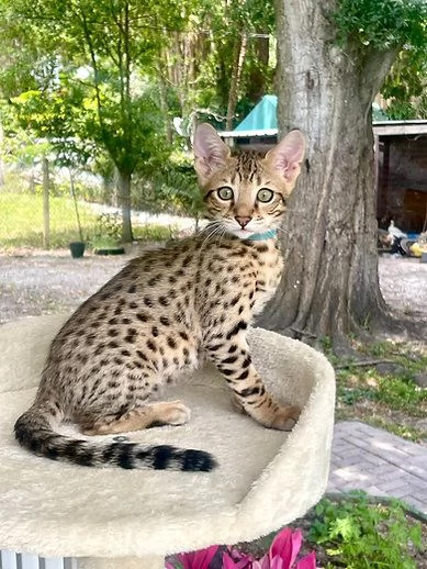 Gattini Serval e Savannah