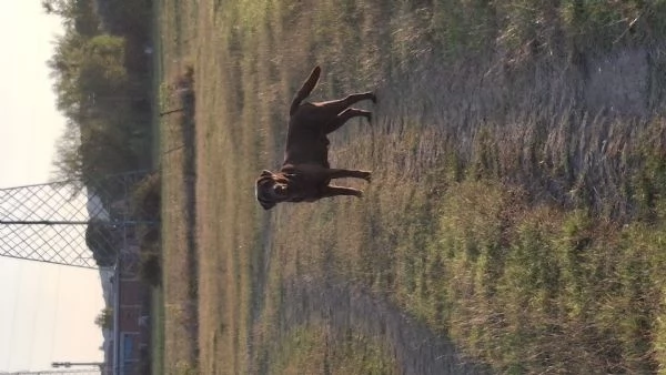 Labrador chocolate dolce e affettuoso