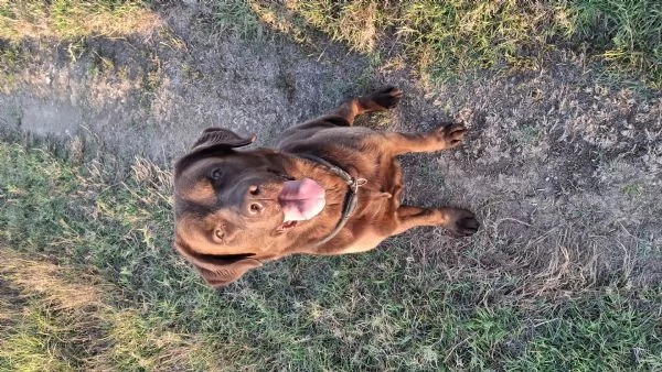 Labrador chocolate dolce e affettuoso | Foto 1