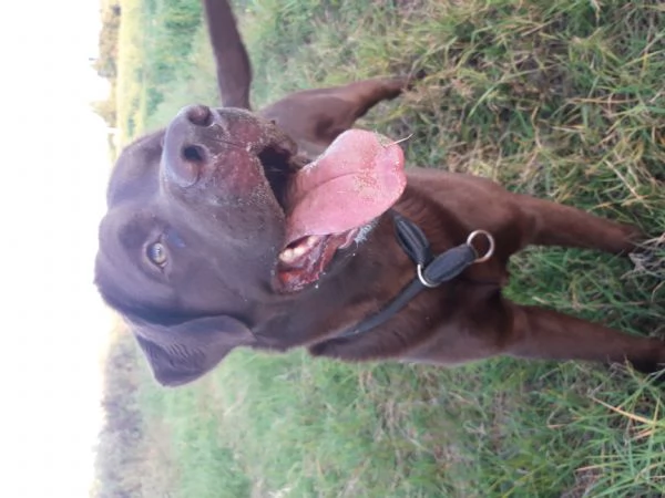 Labrador chocolate dolce e affettuoso | Foto 0