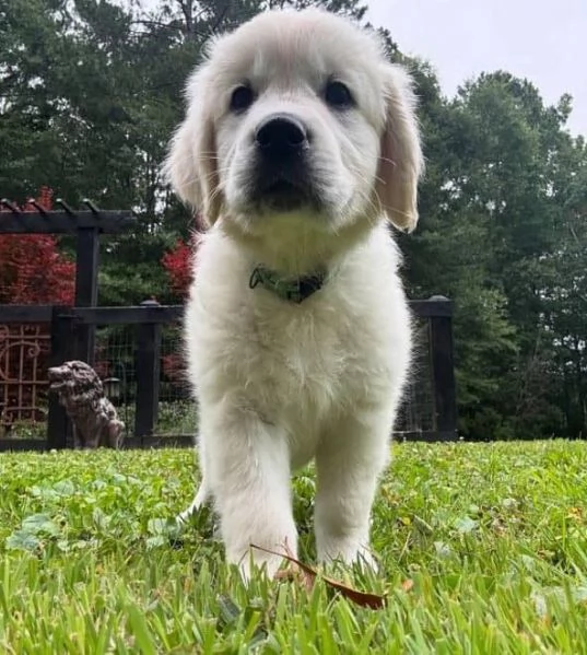 Cuccioli di Golden Retriever 