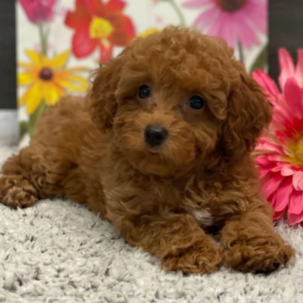 Cucciolo di barboncino (maschio e femmina)