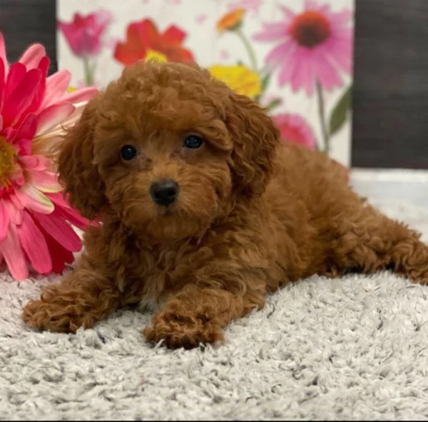 Cucciolo di barboncino (maschio e femmina) | Foto 0