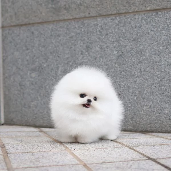 Cucciolo di Pomerania (maschio e femmina)