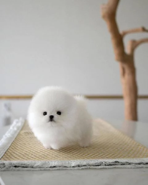Cucciolo di Pomerania (maschio e femmina)