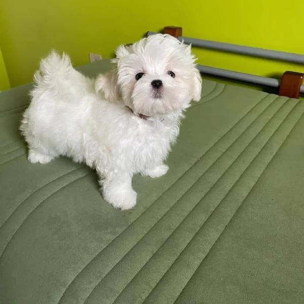 Cucciolo di Maltese (maschio e femmina)