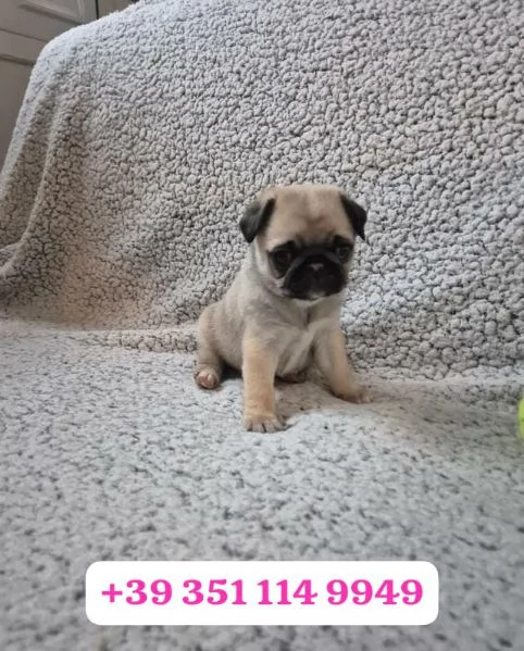  i nostri cuccioli di  Carlino maschi e femmine.