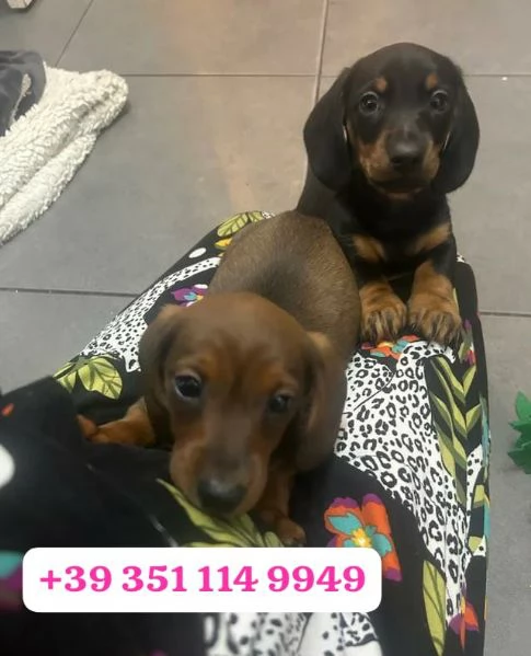 regala i nostri cuccioli di  Bassotto maschi e femmine. | Foto 0