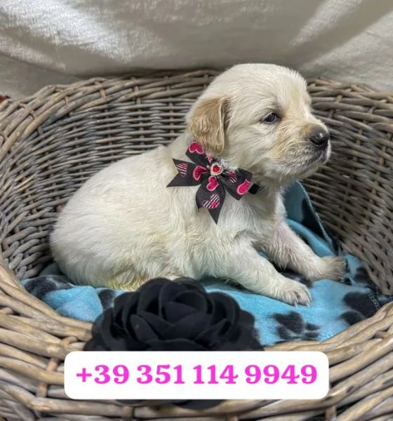 Regala un cucciolo di Golden Retriever maschio e femmina | Foto 2