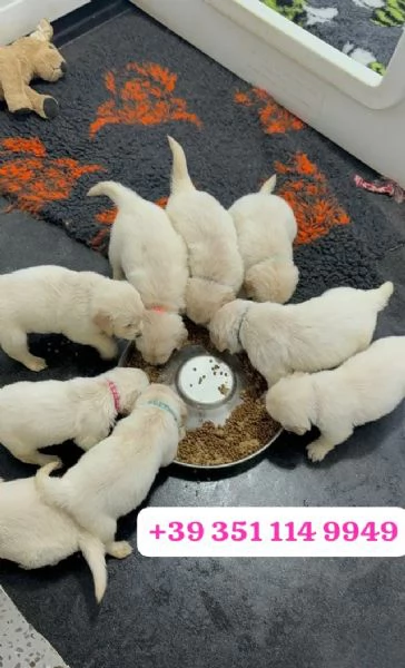 Regala un cucciolo di Golden Retriever maschio e femmina | Foto 1